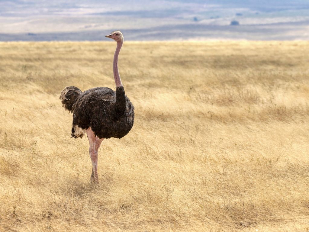 Struisvogel Ngorongoro crater Tanzania